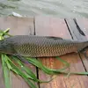 Ken fishing - @fishingken - TikTok