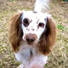 wheel.of.fortune.kennel - @wheel.of.fortune.kennel - TikTok