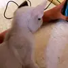 ken fries - @ken.vincent.ibarr - TikTok