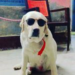 Charlie chester kennel basti - @charlie_chester_kennel_basti_ - Instagram
