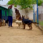 Chester Kennel , Greater Noida - @chester_kennel_gsd - Instagram
