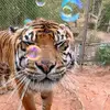 🐅 𝕂𝕖𝕟𝕟𝕖𝕕𝕪 ℍ𝕚𝕘𝕙 🐅 - @kenhigh07 - TikTok