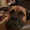 Bully Mischief - @kenhimes62 - TikTok