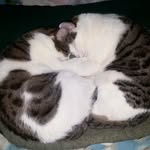 Kenhorst Cats - @kenhorst_cats - Instagram