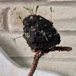 Ken Huynh - @kenhuynh10 - Instagram