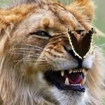 Ken Kinard - @dranik03 - Instagram