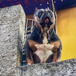 Lauberth kennel - @lauberthkennel - Instagram