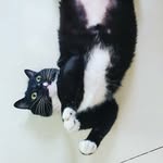 小肥￣ ³￣)づ - @kenlay - Instagram