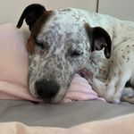 Ken Bruser LeClair - @ken_the_doggo - Instagram