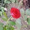 Ken maasinken6@gmeil.com - @kenmaasin85 - TikTok