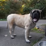Ken Maher - @wilson_mastiff - Instagram