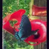 Ken Mccarty - @ken.mccarty0 - TikTok