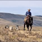 Ken McNabb Horsemanship - @kenmcnabbhorsemanship - Instagram