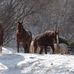 Ken McNabb Top Bid Ellie's Horses - Facebook