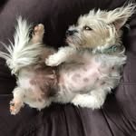 Ken Meredith - @paws_for_pedro - Instagram