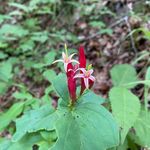 Ken Morrow - @ken.morrow - Instagram