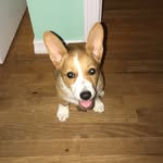 Ken Newberry - @ken.da.corgi - Instagram