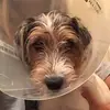 Peyton_kenlee1823 - @peyton_kenlee1823 - TikTok