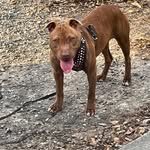 Rmk Redman Kennels - @redmankennels - Instagram