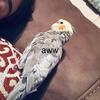 user2048043117017 - @kenreese2323 - TikTok