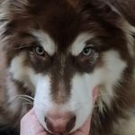 Kenrich_themalamute - @kenrich_themalamute - Instagram