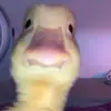 kenlimricketts - @kenlimricketts - TikTok
