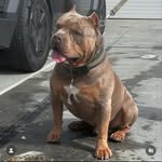 Riddick-Beau Kennels ®️ - @riddickbeaukennels - Instagram