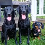 Riitta Jumisko - @kennel_riekonkiepin - Instagram
