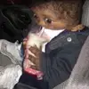 MY PFP GOT RABIES😂😂😂 - @kenken._.roach - TikTok