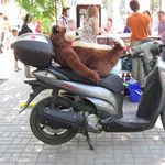 Roberge - @robergekenil - Instagram