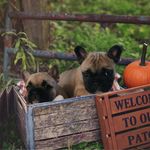 French Bulldogs 🐶🇩🇰 - @kennel_rudolph - Instagram