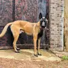 Salem kennel - @salemkennel - TikTok