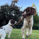 Ken + Peg the Springers - @kenny_and_peggy_the_springers - Instagram