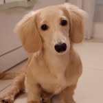 Kenstein 🌭 - @kensteinthedoxie - Instagram