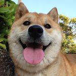 柴犬 sun パパ - @sun_shiba.ken - Instagram