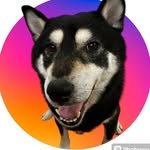 Vernon けん 찬 - @vernon_ken.kuroshiba - Instagram