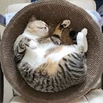 nyonya kenying! - @kenying.miauw - Instagram