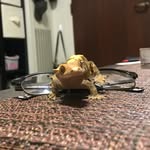 Kendal Paul - @kmp_menagerie - Instagram