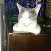 Kendall Black - @kendall.black1 - TikTok