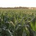 West Kendall Corn Fields - Facebook