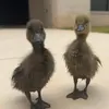 kendall & james - @big.time.ducks - TikTok