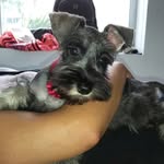 Kendall Rose - @kendallrosedog - Instagram