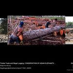 Kendall Russell - @illegal_logging - Instagram