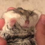 Kendall wade - @hairythehamster - Instagram