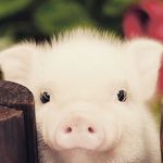 Kendall wade - @pigs_forever_ - Instagram