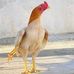 Hanan Gondal - Facebook