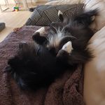 Kendra Barker - @princesspiper_thepomeranian - Instagram