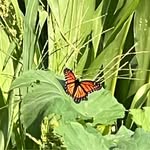 Kendra Farmer - @redbarnfarmofoswego - Instagram