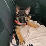 Kendra the German Shepherd - @kendra_gsd - Instagram