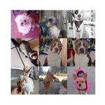 𝓚𝓮𝓷𝓭𝓻𝓪•𝓙𝓸𝓻𝓭𝓪𝓷•𝓚𝓮𝓲𝓵𝓪•𝓚𝓲𝓪𝓻𝓪🐶 - @pets.andrade - Instagram
